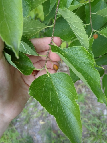 Celtis occidentalis (common hackberry)