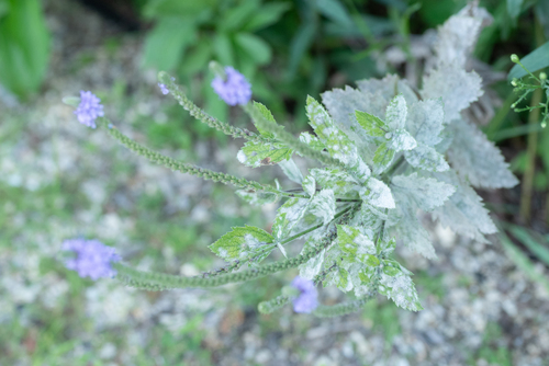 Verbena stricta (hoary vervain) (alternate view 3)