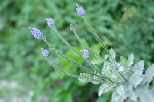 Verbena stricta (hoary vervain) (alternate view 2)