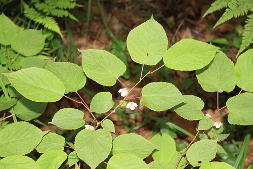 Actinidia kolomikta (same) (alternate view 12)