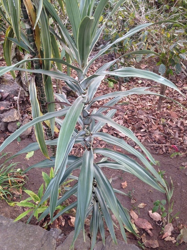 Dracaena fragrans (Corn Plant) (alternate view 10)