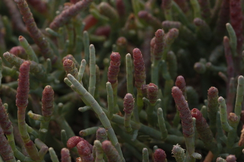 Salicornia pacifica (Pacific Glasswort) (alternate view 2)