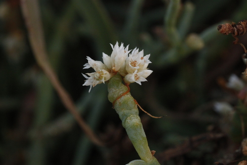 Salicornia pacifica (Pacific Glasswort)
