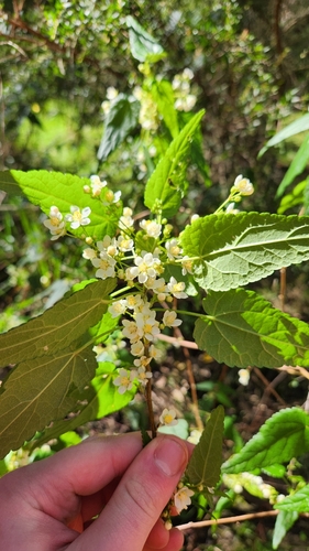 Gynatrix pulchella (Hemp Bush)