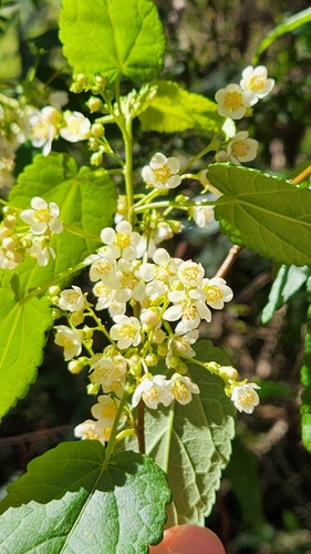 Gynatrix pulchella (Hemp Bush) (alternate view 2)