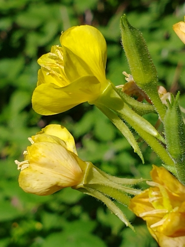 Oenothera parviflora (northern evening-primrose) (alternate view 6)