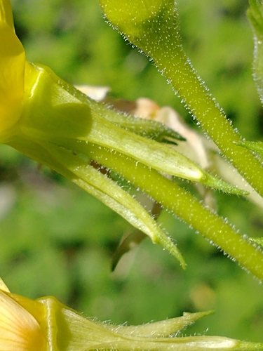 Oenothera parviflora (northern evening-primrose) (alternate view 7)