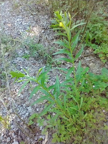 Oenothera parviflora (northern evening-primrose) (alternate view 8)