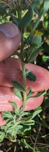 Heterotheca villosa (Hairy Gold Aster)