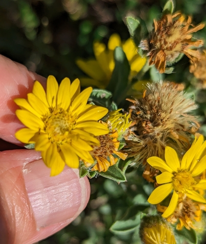 Heterotheca villosa (Hairy Gold Aster) (alternate view 2)
