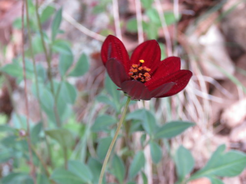 Cosmos atrosanguineus (chocolate cosmos) (alternate view 4)