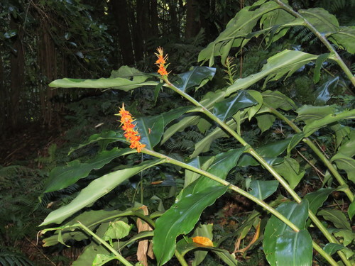 Hedychium gardnerianum (Kahili ginger) (alternate view 2)