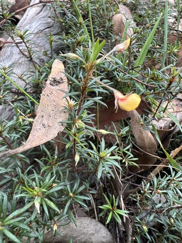 Pultenaea pedunculata (matted bush-pea) (alternate view 9)