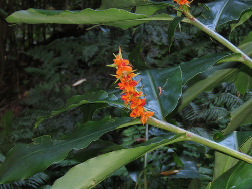 Hedychium gardnerianum (Kahili ginger) (alternate view 4)