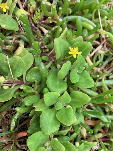 Tetragonia implexicoma (bower spinach)