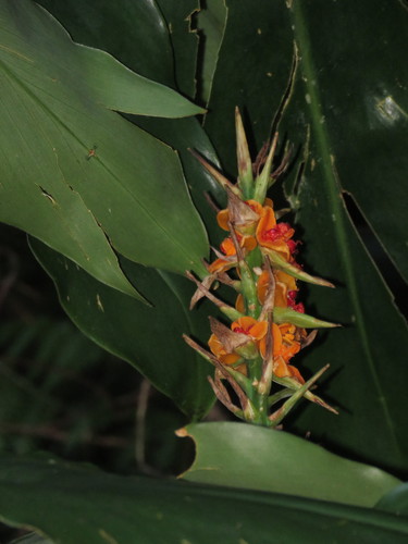Hedychium gardnerianum (Kahili ginger) (alternate view 3)