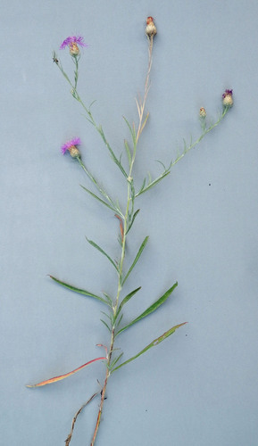 Centaurea jacea (Brown Knapweed)