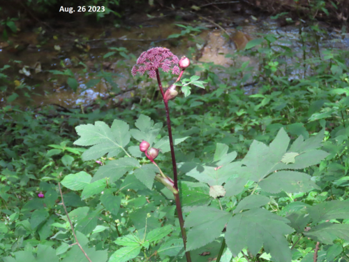 Angelica gigas (Korean Angelica)