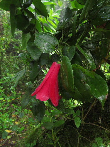 Lapageria rosea