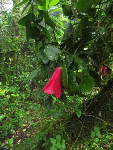 Lapageria rosea (alternate view 2)
