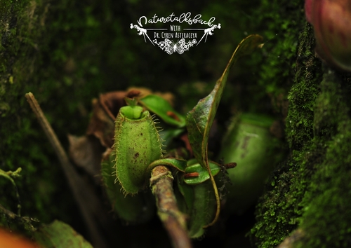 Nepenthes (tropical pitcher-plants) (alternate view 9)