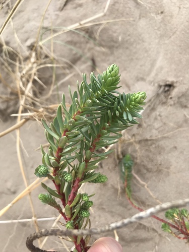 Euphorbia portlandica (Portland Spurge) (alternate view 4)
