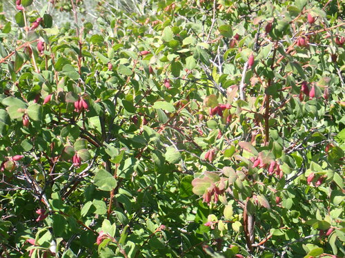 Symphoricarpos rotundifolius (Roundleaf Snowberry) (alternate view 5)
