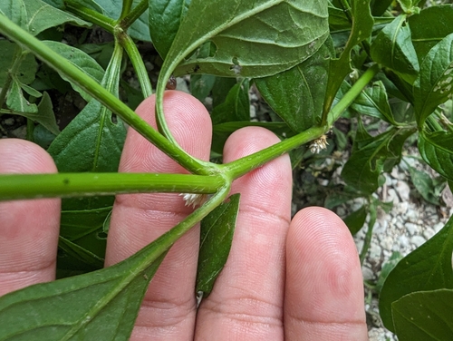 Alternanthera ficoidea (Joseph's Coat) (alternate view 3)