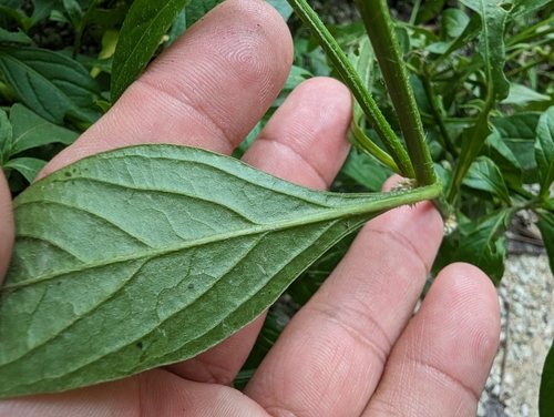 Alternanthera ficoidea (Joseph's Coat) (alternate view 4)