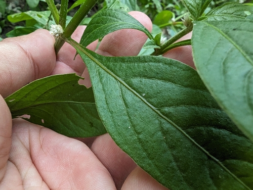 Alternanthera ficoidea (Joseph's Coat) (alternate view 5)