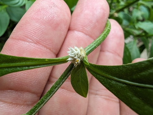 Alternanthera ficoidea (Joseph's Coat) (alternate view 6)