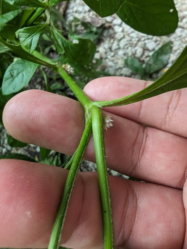 Alternanthera ficoidea (Joseph's Coat) (alternate view 7)