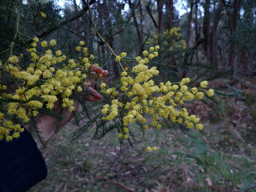 Acacia decurrens (Sydney green wattle) (alternate view 5)