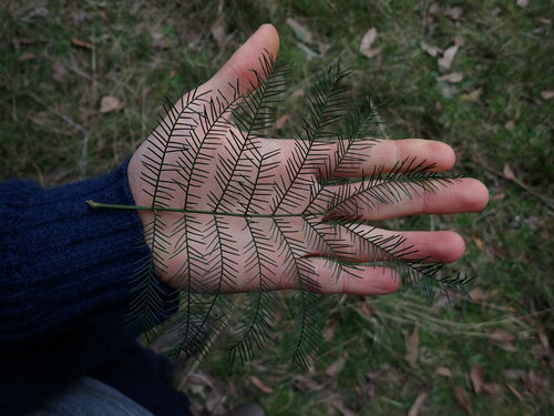 Acacia decurrens (Sydney green wattle) (alternate view 6)