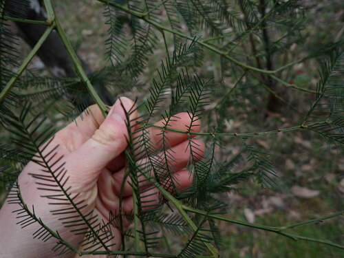 Acacia decurrens (Sydney green wattle) (alternate view 8)