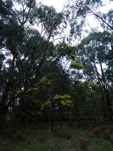 Acacia decurrens (Sydney green wattle) (alternate view 7)