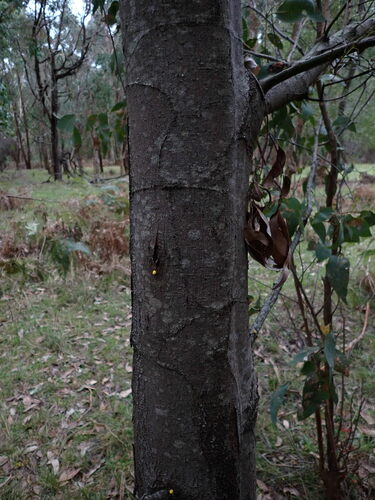 Acacia decurrens (Sydney green wattle) (alternate view 9)
