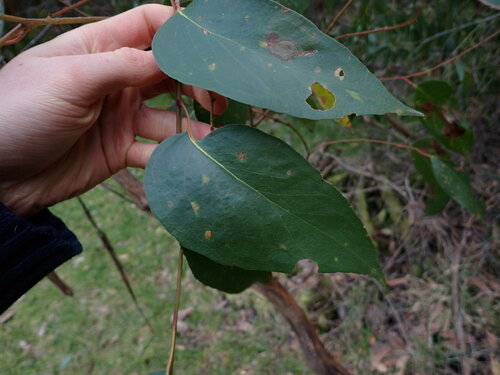 Eucalyptus obliqua (Messmate Stringybark)