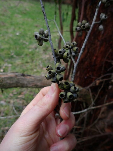 Eucalyptus obliqua (Messmate Stringybark) (alternate view 2)