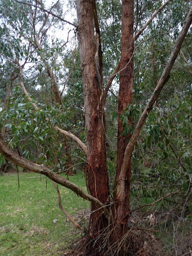 Eucalyptus obliqua (Messmate Stringybark) (alternate view 3)