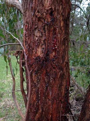 Eucalyptus obliqua (Messmate Stringybark) (alternate view 4)