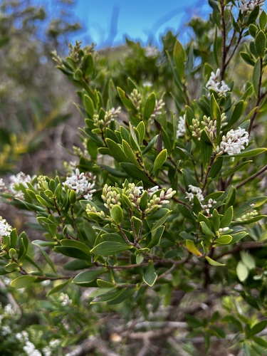 Leucopogon parviflorus (coastal beard-heath) (alternate view 9)