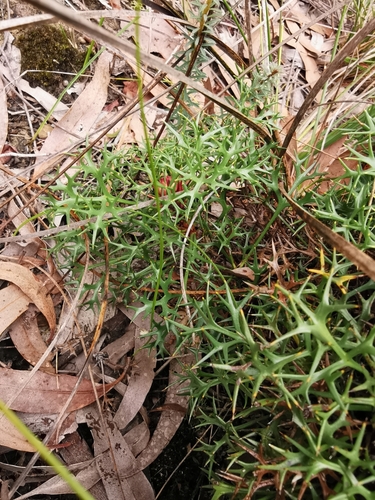 Isopogon ceratophyllus (Horny Cone-bush) (alternate view 3)