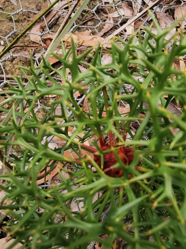 Isopogon ceratophyllus (Horny Cone-bush) (alternate view 4)