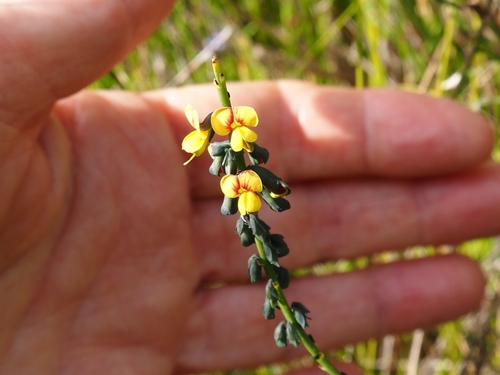 Sphaerolobium minus (globe-pea)