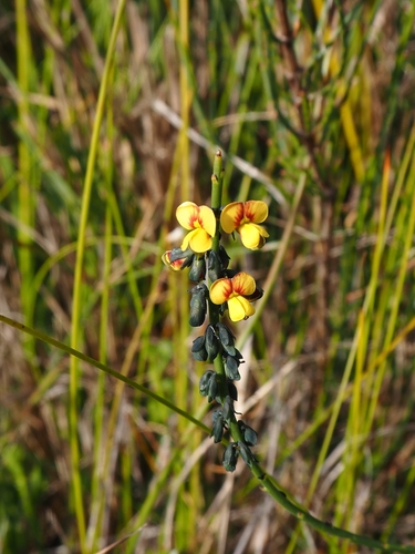 Sphaerolobium minus (globe-pea) (alternate view 2)