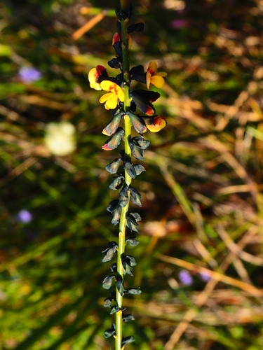 Sphaerolobium minus (globe-pea) (alternate view 4)