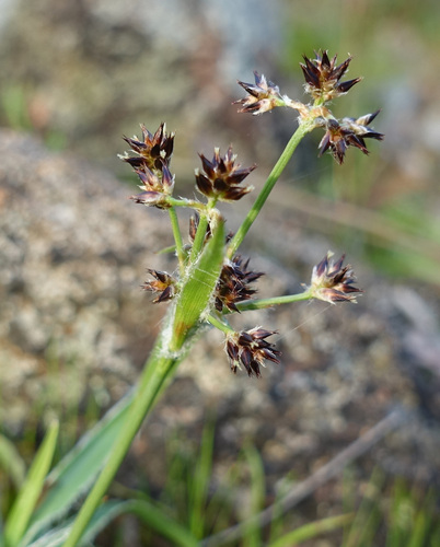 Luzula meridionalis (Common Wood-rush) (alternate view 3)