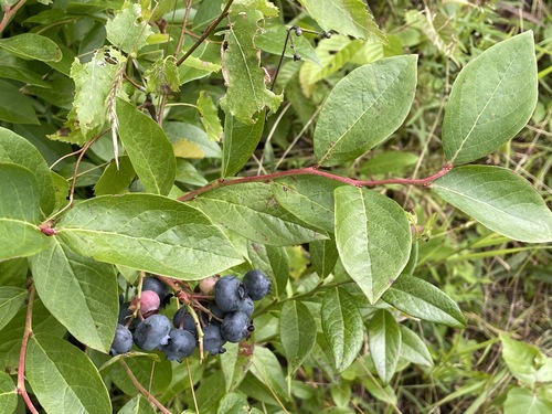 Vaccinium corymbosum (blueberry) (alternate view 2)
