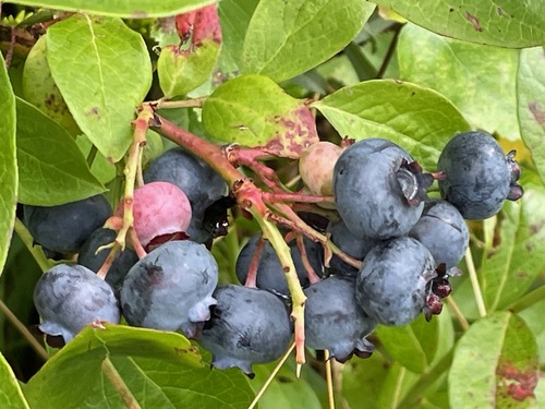 Vaccinium corymbosum (blueberry) (alternate view 3)